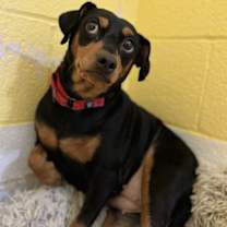 Thumbnail photo of Chloe #2