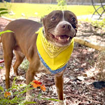 Thumbnail photo of Bambi #1