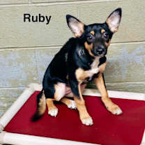 Thumbnail photo of Rutabaga #2