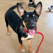 Thumbnail photo of Rutabaga #3