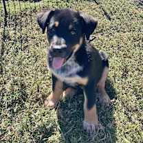 Thumbnail photo of ROCKY #2