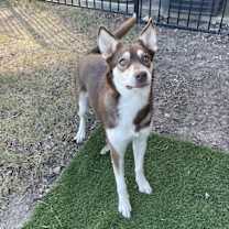 Thumbnail photo of Zoey #2