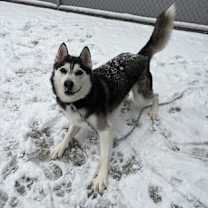 Thumbnail photo of Loki Poki #1