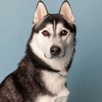 Thumbnail photo of Loki Poki #2