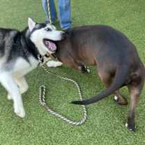 Thumbnail photo of Loki Poki #3