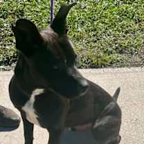 Thumbnail photo of BAMBI #3