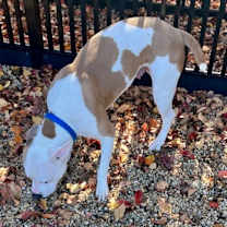 Thumbnail photo of Fate (IN FOSTER) #2