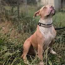 Thumbnail photo of Rascal (Marshall) #2