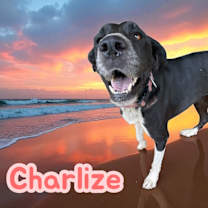 Thumbnail photo of Charlize #1