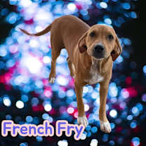 Thumbnail photo of French Fry #1