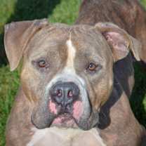 Thumbnail photo of Hershal #1