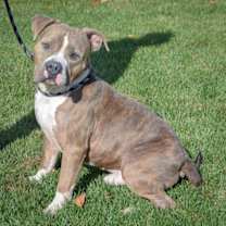 Thumbnail photo of Hershal #3