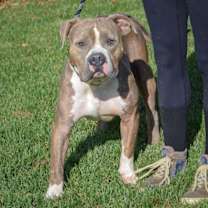 Thumbnail photo of Hershal #4