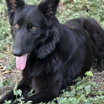 Thumbnail photo of Nikola #1