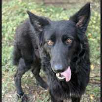 Thumbnail photo of Nikola #3