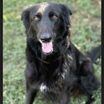 Thumbnail photo of Nikola #2