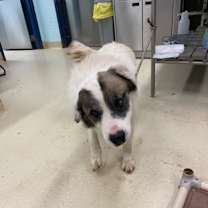 Thumbnail photo of Vance K32 11/10/25 #3