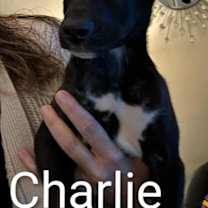 Thumbnail photo of Charlie D6124 #4