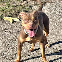 Thumbnail photo of Snickers #2