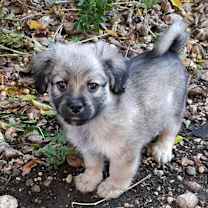 Thumbnail photo of Marvin #2