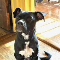 Thumbnail photo of Lupin #4