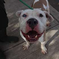 Thumbnail photo of Shaggy #3