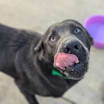 Thumbnail photo of Asher #2