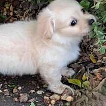 Thumbnail photo of Smokey #2