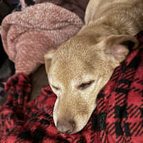 Thumbnail photo of Triton #2