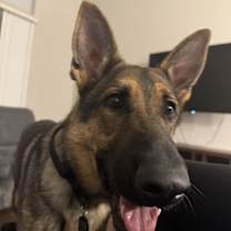 Thumbnail photo of Koda #1