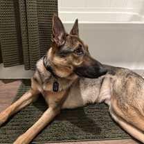 Thumbnail photo of Koda #2