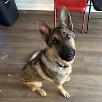 Thumbnail photo of Koda #3