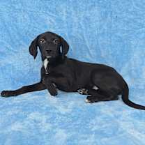 Thumbnail photo of Coral #3