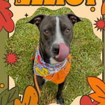 Thumbnail photo of Elliot #1