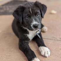 Thumbnail photo of Saturn #4