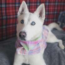 Thumbnail photo of Miska #1