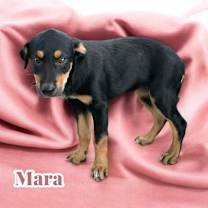 Thumbnail photo of Mara #2