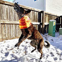 Thumbnail photo of Meeko #4