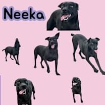 Thumbnail photo of Neeka #4