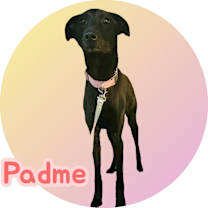 Thumbnail photo of Padme #4