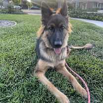 Thumbnail photo of Molly #1