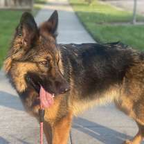 Thumbnail photo of Molly #3