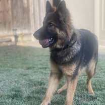 Thumbnail photo of Molly #4