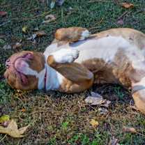 Thumbnail photo of Bubba FKA Brady #3