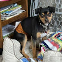 Thumbnail photo of Pepper #4