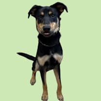 Thumbnail photo of Holton #1