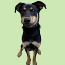 Thumbnail photo of Holton #2