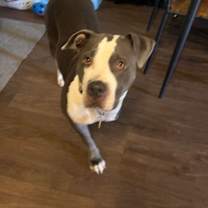 Thumbnail photo of Gypsy #2