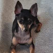 Thumbnail photo of Cricket #2