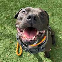 Thumbnail photo of Jalen Hurts #2